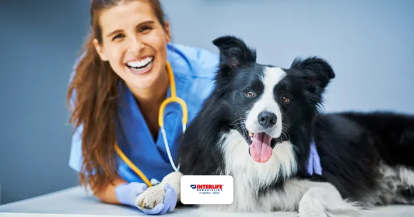 PETCare Basic vs PETCare Plus INTERLIFE: Η Καλύτερη Ασφάλιση Κατοικιδίου